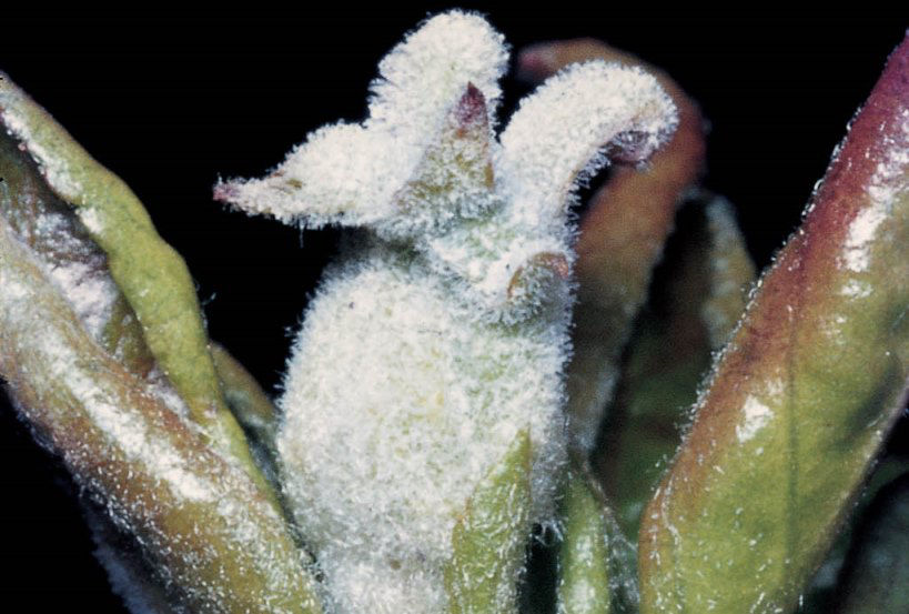 119729
Apfelmehltau (Podosphaera leucotricha) an Apfelblütenknospe
